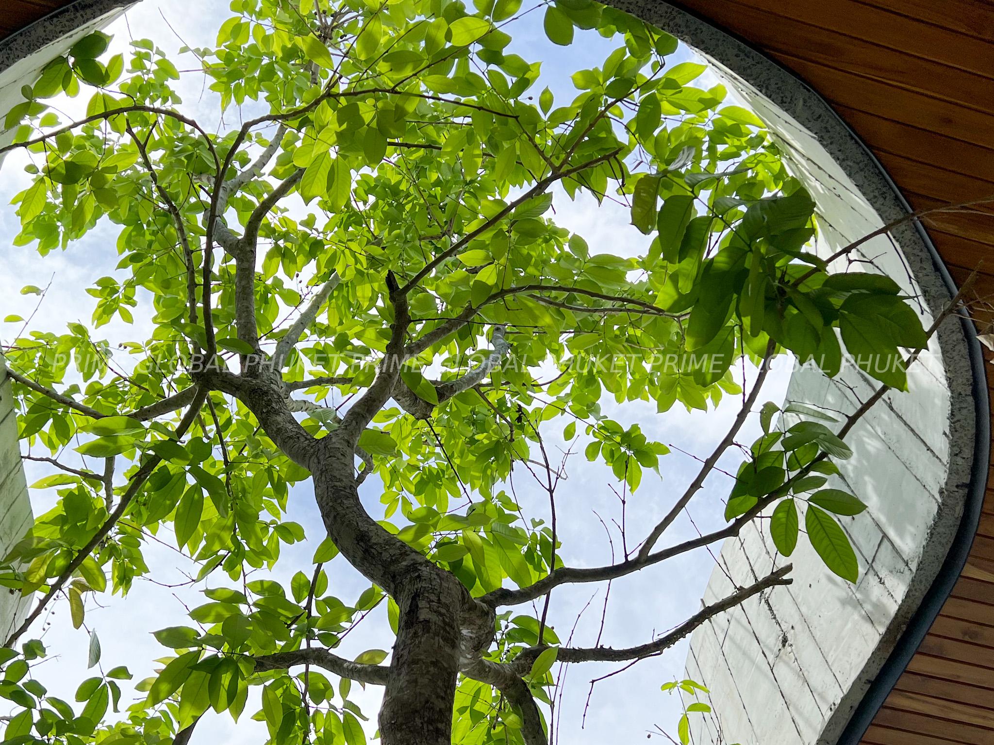 285 Sq.m Villa Plots for Sale in Bangtao