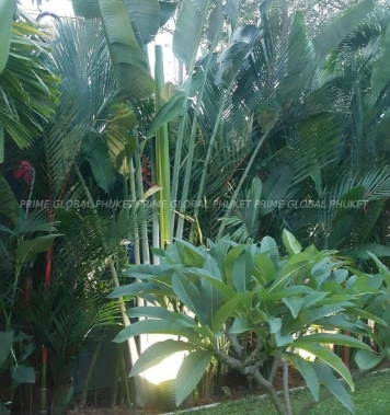 - Sq.m Villa for Rent in Bangtao